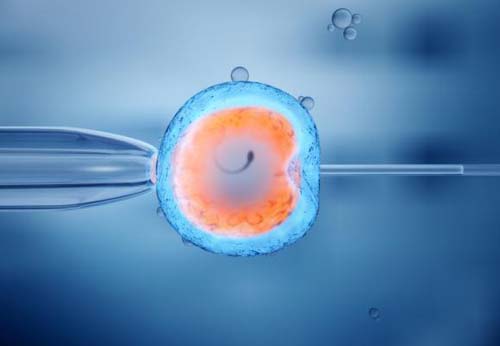 Como é realizada a Transferência de Embriões? | Bonsmara Barra Grande